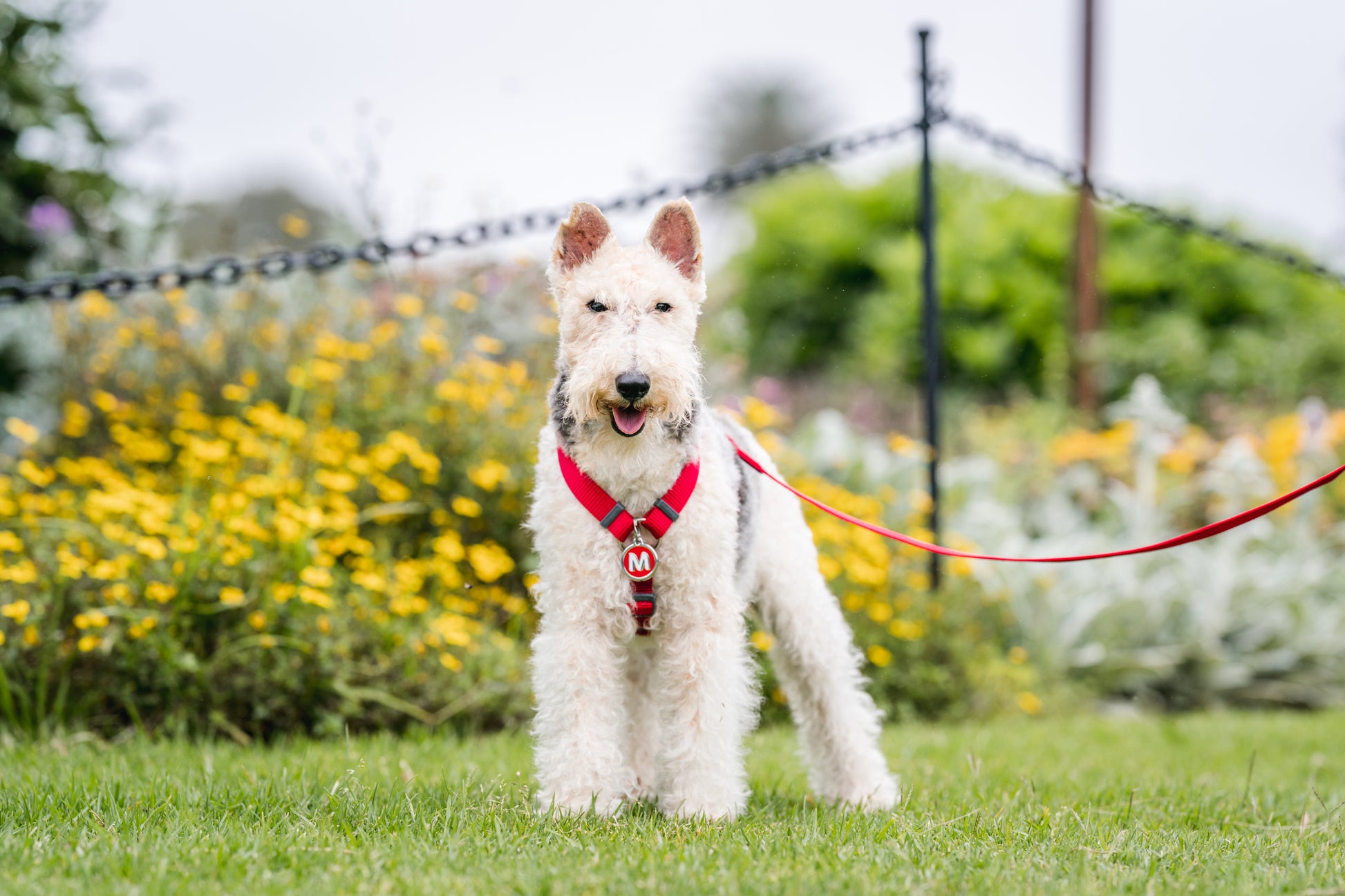 Suns ar Red Dingo suņu krūsu siksnu, pavadu sarkanu un piekariņu no Red Dingo