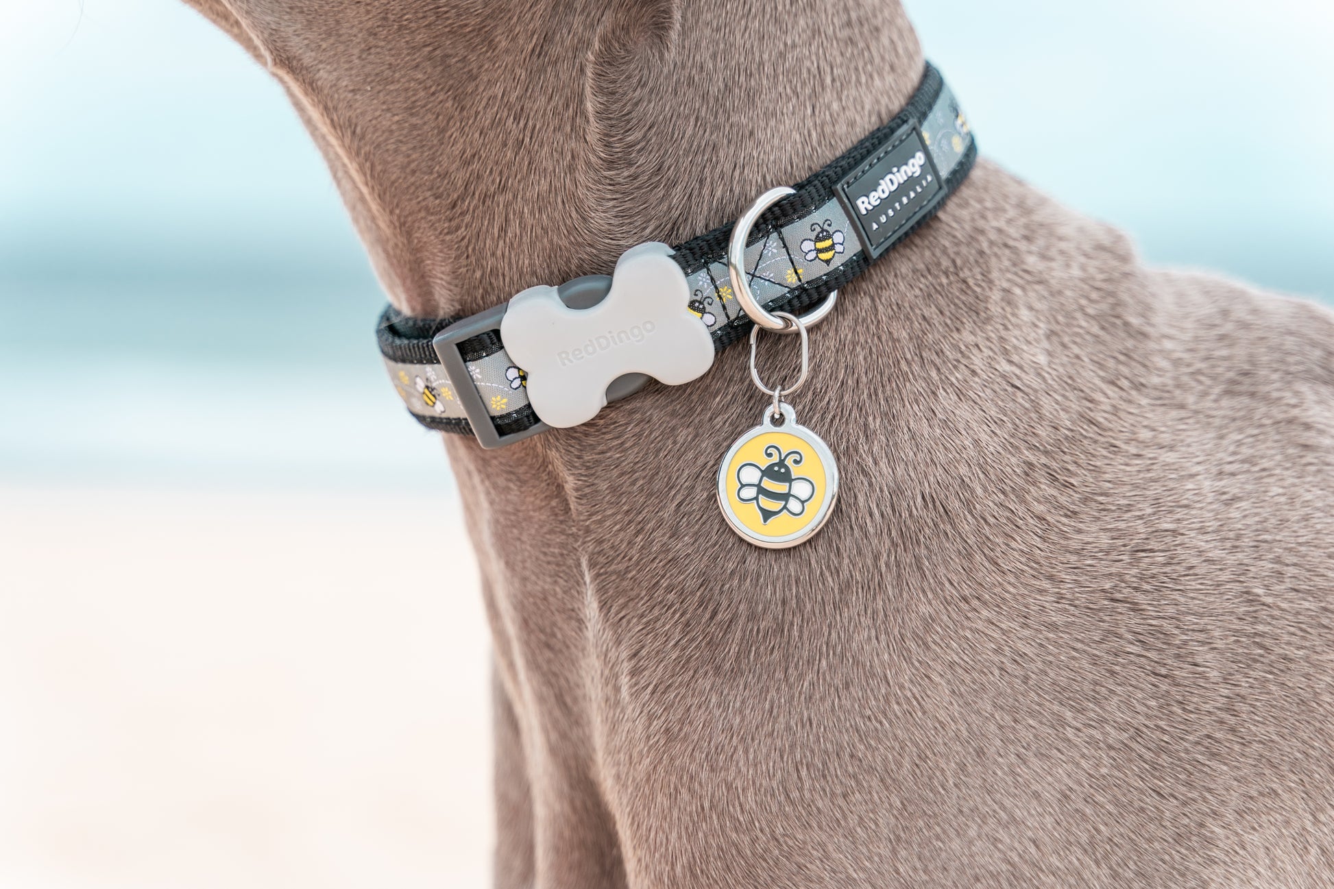 Red dingo suņu kakla siksna un piekariņs ''kamenes''