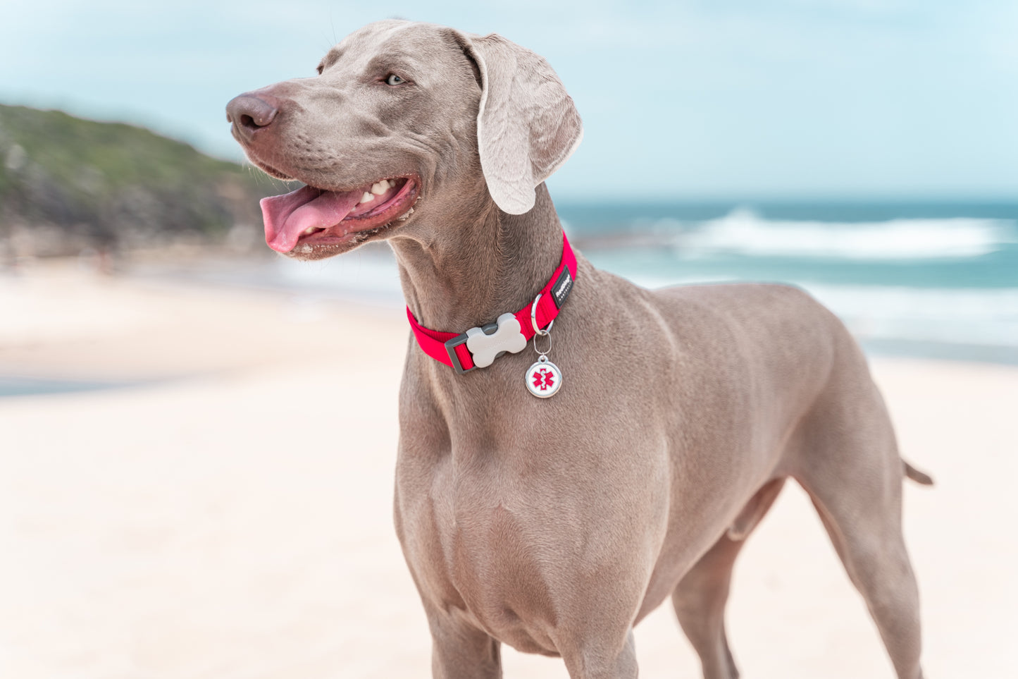 Dog collar red