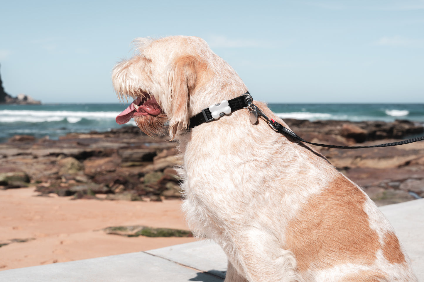 Dog collar black