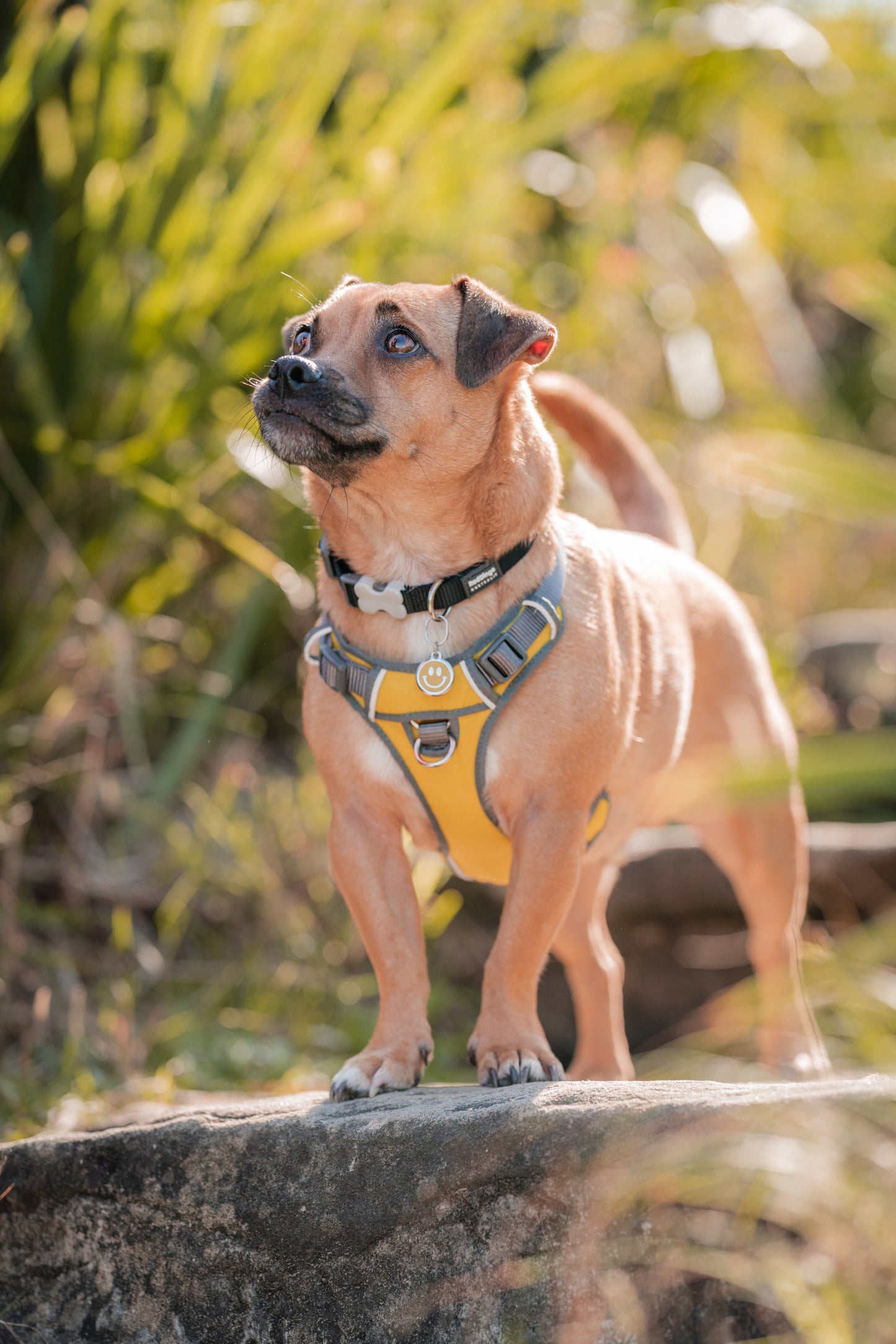 Dog collar black