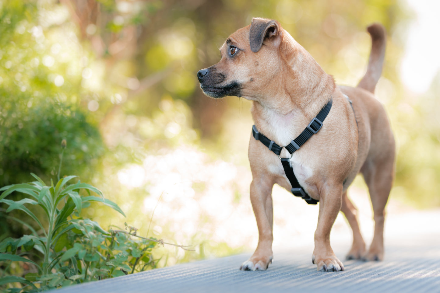 Dog chest strap black